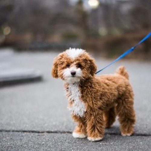 Poodle-12