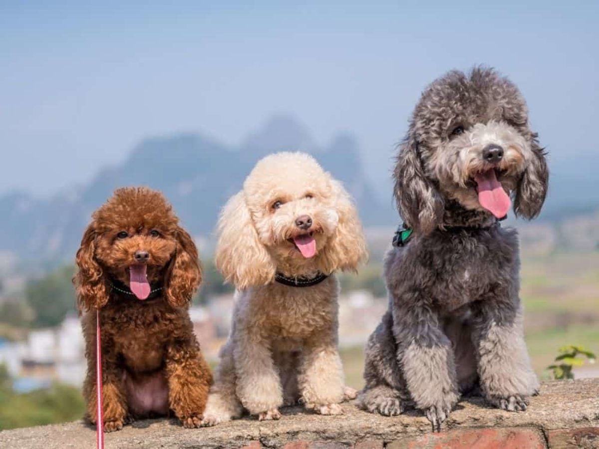 Types-of-Poodles-1200x900-1