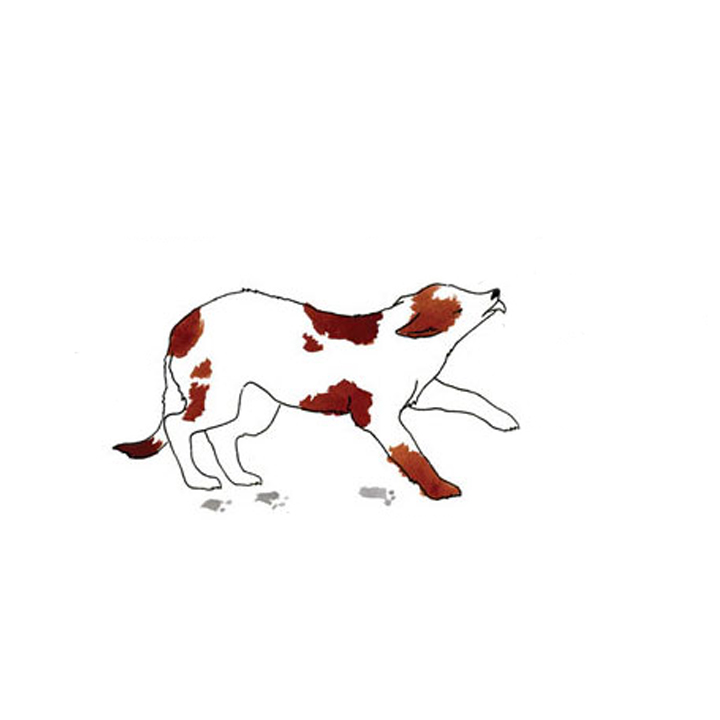 سگ