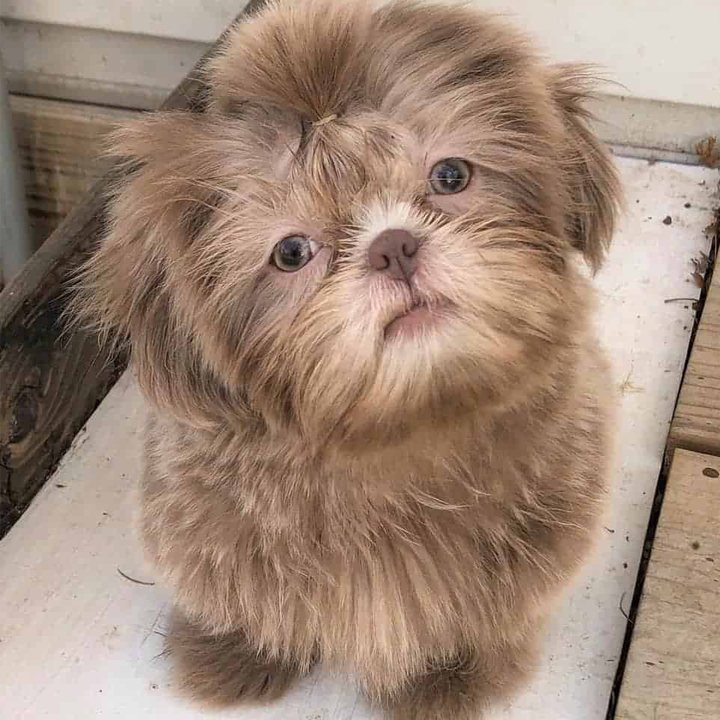 سگ