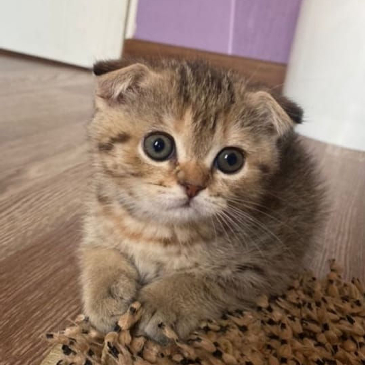 گربه