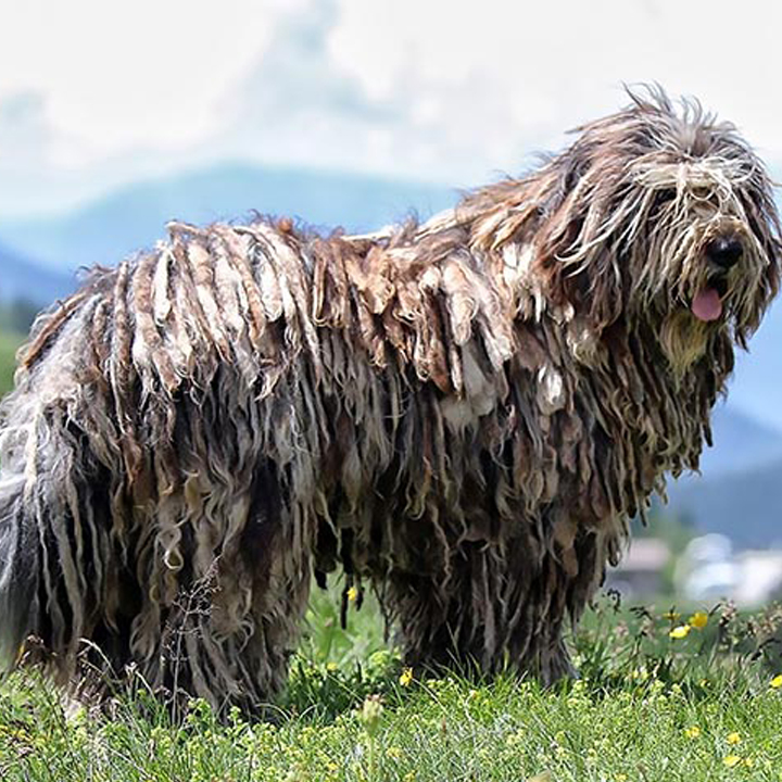 نژاد سگ