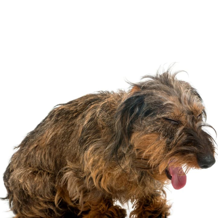 برونشیت چیست؟