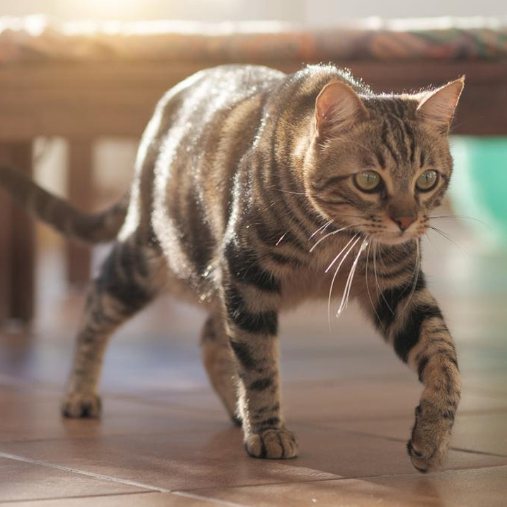 علائم هیپوپلازی مخچه در گربه