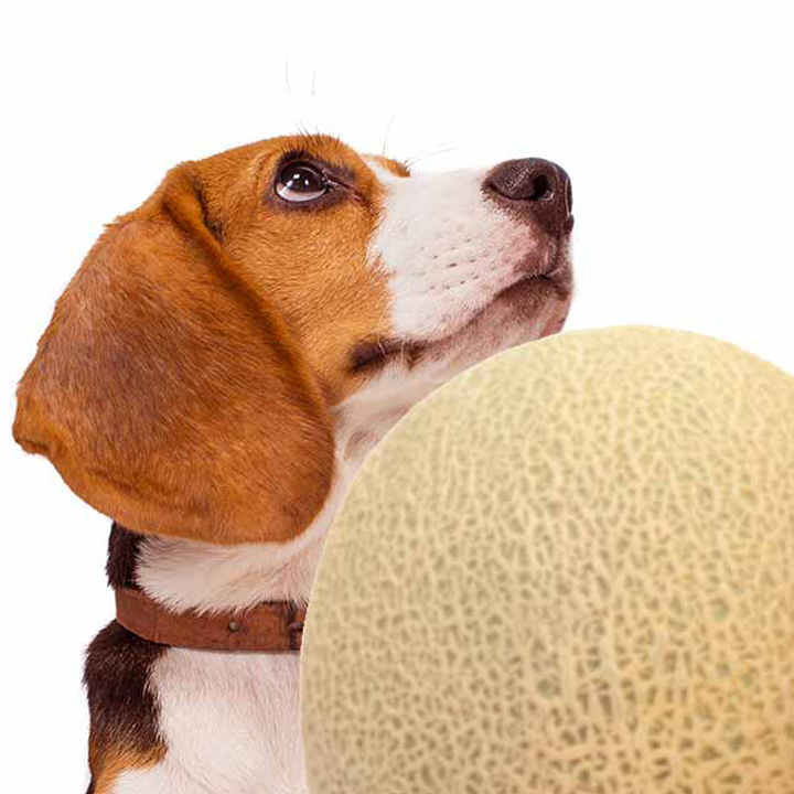 طالبی چه خاصیتی برای سگ ها دارد