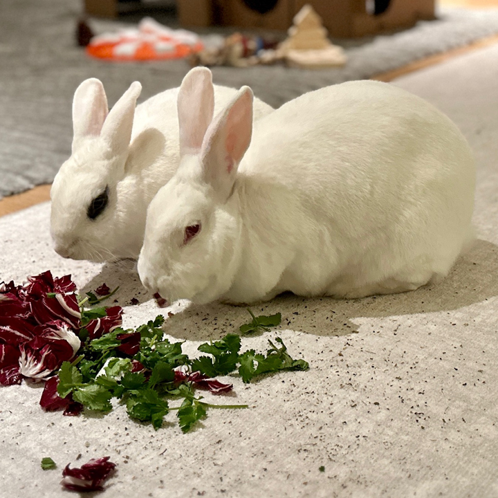 چگونگی جفت گیری خرگوش